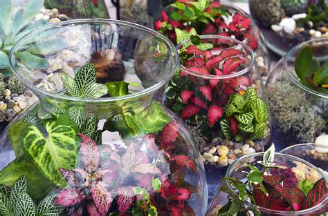 How to Make a Terrarium: The Best Plants for Terrariums | The Old ...