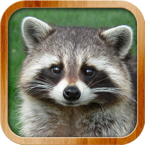 Kids Learn About Animals latest code 06/2023 - GameRoobie.net