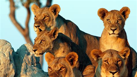 5 Day Tanzania Wildlife Safari Family Tour (Serengeti and Ngorongoro)