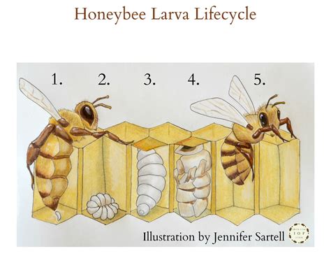 The Life Cycle of a Baby Bee Keeping Backyard Bees