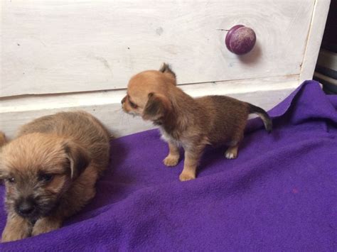 Chorkie Puppies For Sale | Manchester, NH #242640