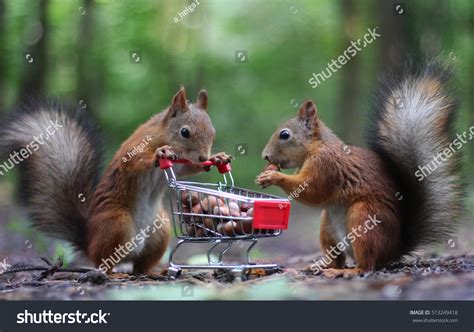 79,228 Nuts Squirrel Images, Stock Photos & Vectors | Shutterstock