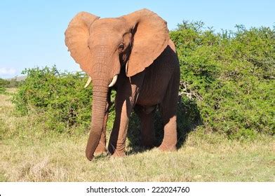 African Elephant Flapping Ears Stock Photo 222024760 | Shutterstock