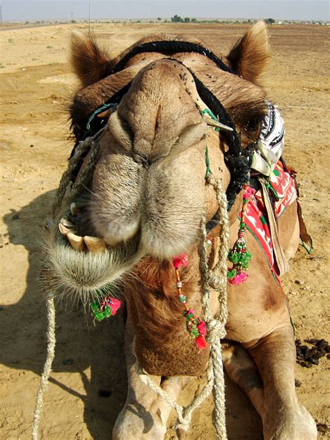 Latest Funny Pictures: Funny Camel Face