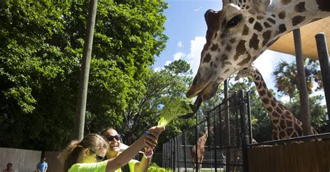 Naples Zoo at Caribbean Gardens makes TripAdvisor's Hall of Fame