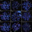 Comparative Cytogenetics