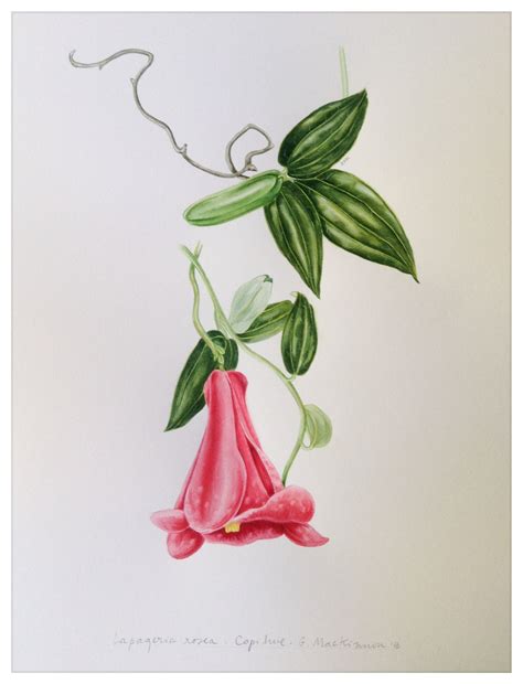 Lapageria rosea - copihue. My fourth illustration of our national ...