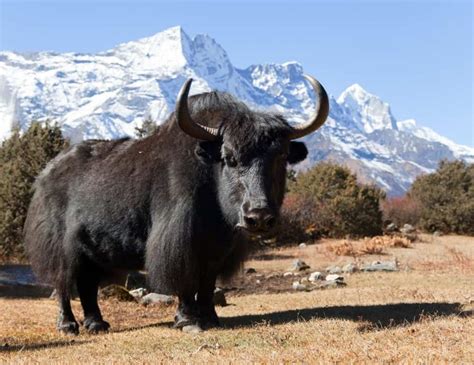 Yak vs Ox: Key Differences Explained - A-Z Animals