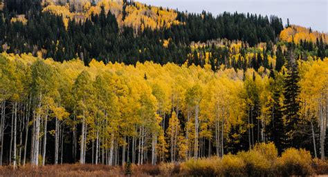 Guide to Fall Color in Flagstaff