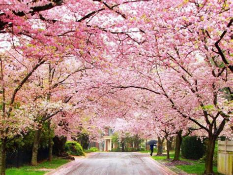 Cherry Blossom festival in Shillong | Shillong tourist places | Times ...