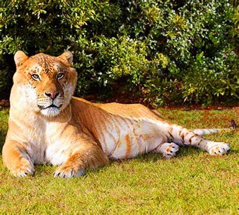 17 Best images about Hercules the Liger on Pinterest | Hercules ...