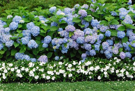 blue hydrangeas | Gardens | Pinterest