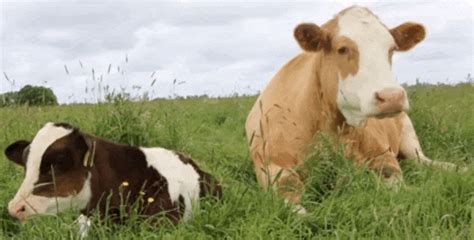 Cows GIF - Find & Share on GIPHY