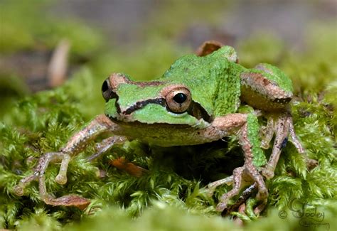 What is this Sierran Treefrog thinking? – Mendonoma Sightings