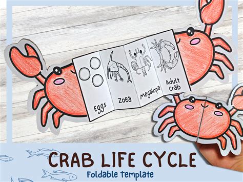 Life Cycle Of A Crab