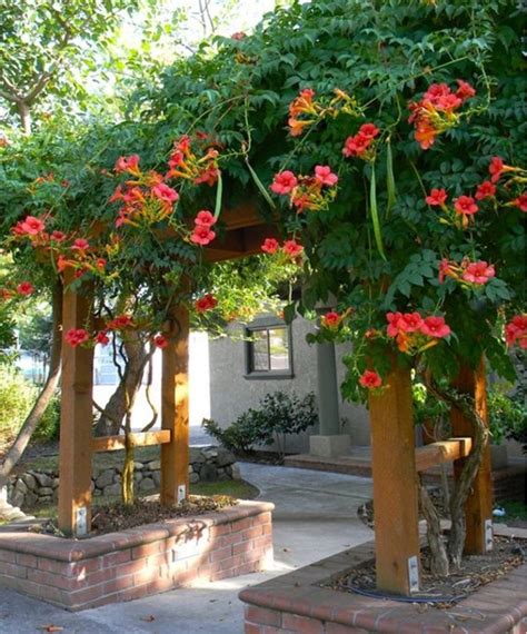 12 Best Climbing Flowers for Pergolas and Trellises ~ Matchness.com