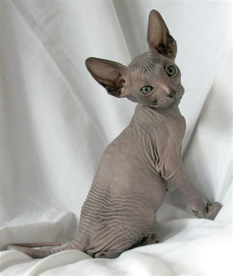 Hairless Cat Breeds | Pets - Exotic, Animals, Stories