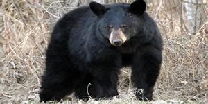 Bear Guns | Bear Hunting Rifles & Shotguns