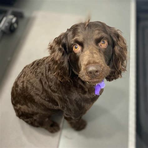 Boykin Spaniel Training: From Playful Pup To An Obedient Dog