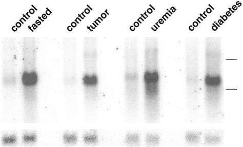 MURF-1 expression is increased in atrophying muscles. Total RNA was ...