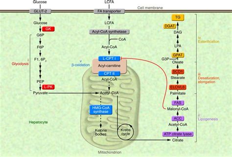 Fatty Acids: Fatty Acid Synthesis Pathway