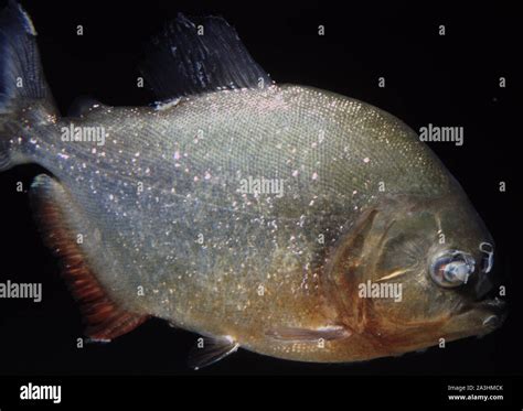 Saprolegnia fish hi-res stock photography and images - Alamy