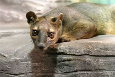 Picture 9 of 11 - Fossa (Cryptoprocta Ferox) Pictures & Images - Animals - A-Z Animals