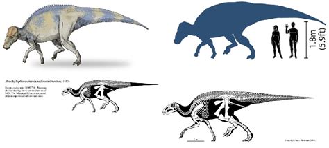 Brachylophosaurus Pictures & Facts - The Dinosaur Database