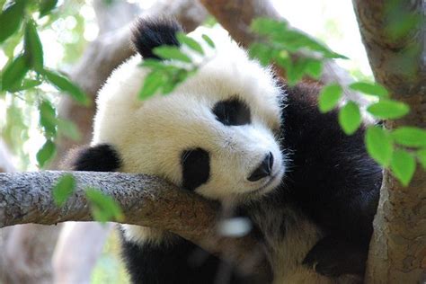 2694 - San Diego Zoo - Sleeping baby panda | Panda, Baby panda, Panda love