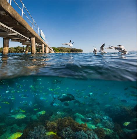 Green Island Snorkelling - Things to do - VisitGreenIsland.com.au