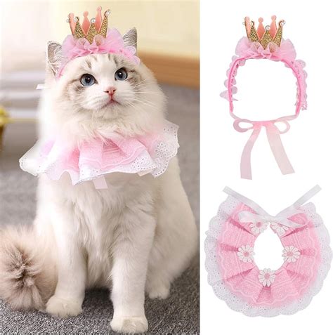 20+ hình ảnh cats cute đáng yêu nhất để bạn điên đảo