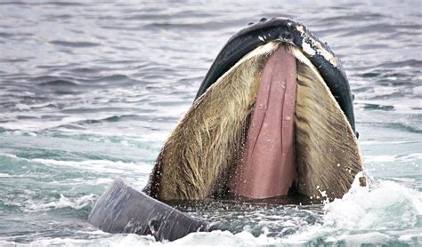 Not so nice: new study finds baleen whales were once biters - Australian Geographic