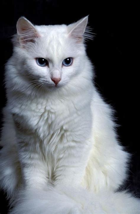 35 Smart and Cute Cats for You - SooAnt | Angora cats, Turkish angora ...