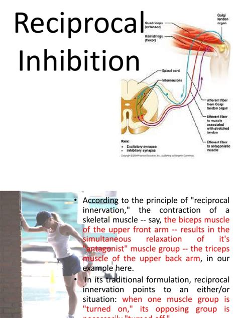 Reciprocal Inhibition | PDF | Human Anatomy | Soft Tissue