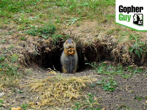 Tips For Trapping Gophers When They Come Out Of Their Holes