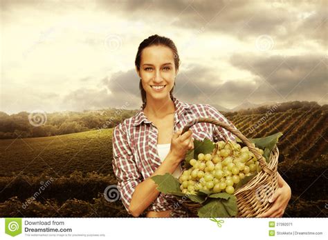 Vintner Picking Grapes in a Vineyard Stock Image - Image of autumn, space: 27392071