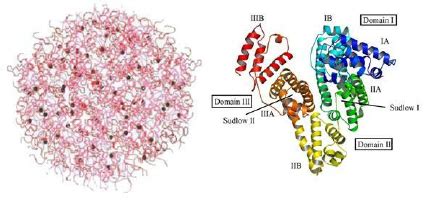 Casein Chemical Structure