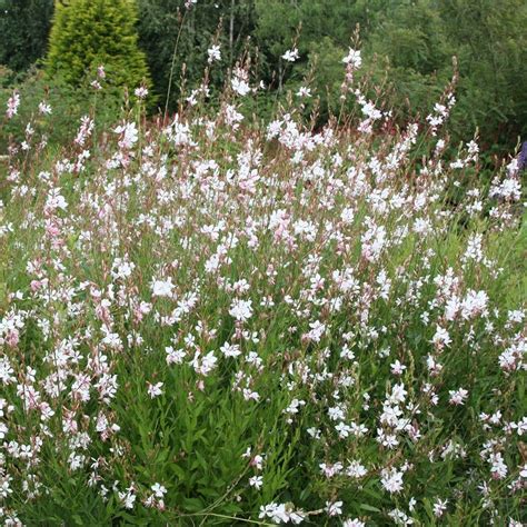 Buy gaura (syn. Gaura lindheimeri Whirling Butterflies) Oenothera lindheimeri 'Whirling ...