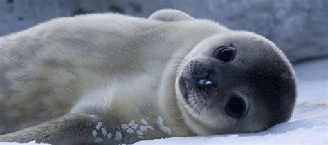 Antarctica Seals: Pictures, Facts and Information