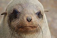 Pinniped - Wikipedia