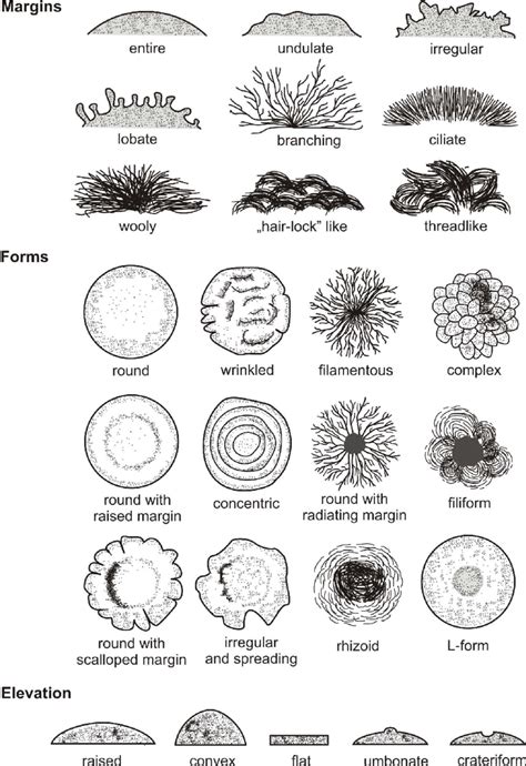 4. Colony morphology. | Download Scientific Diagram