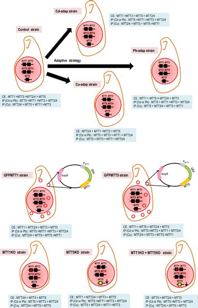 Tetrahymena thermophila | PLOS ONE