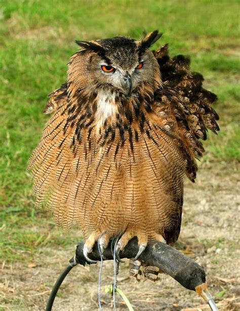 The Hoo Hoo Owl stock image. Image of claw, beak, feather - 180269