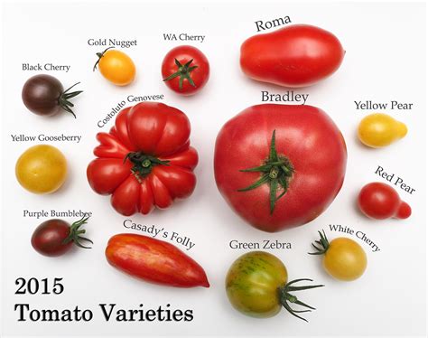 How Many Heirloom Tomato Varieties Are There