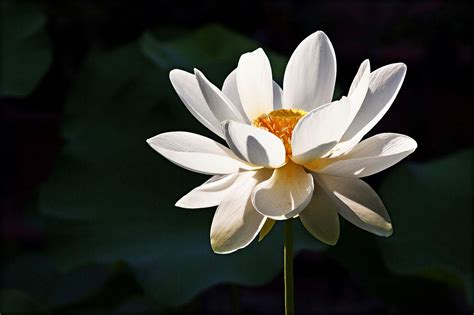 Lotus Flower Significance In India | Best Flower Site