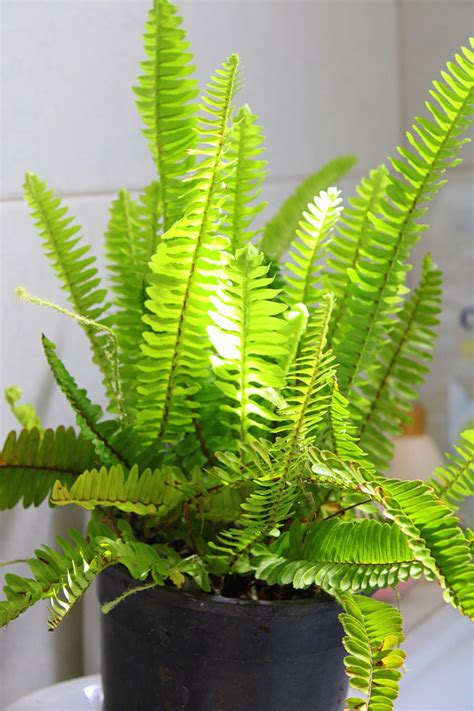 The Ultimate Guide to Indoor Fern Varieties | Houseplant Resource Center