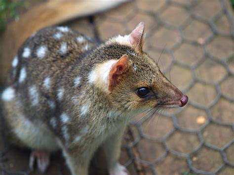 Eastern quoll | Tasmanian devil reserve, Cradle Mountain, Ta… | Flickr