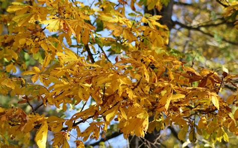 Tree Branches with Autumn Leaves · Free Stock Photo