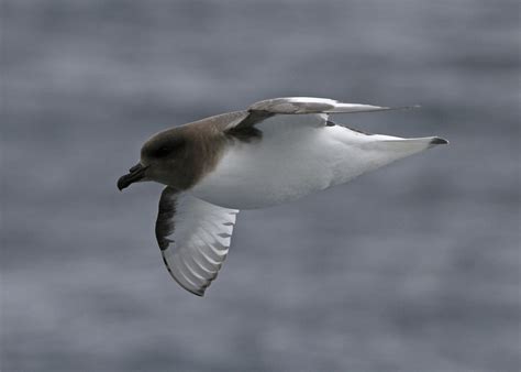 Travels with birds: The Antarctic Convergence