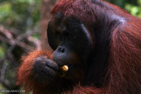 Ex-captive adult male Borneo Orangutan (Pongo pygmaeus) eating a banana (Kalimantan, Borneo ...